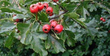 Crataegus1