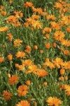 Macérat de Calendula