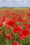 Teinture de coquelicot