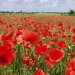 Teinture de coquelicot