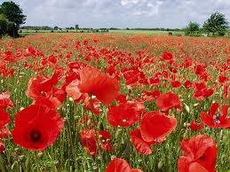 coquelicots