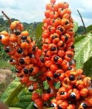 guarana