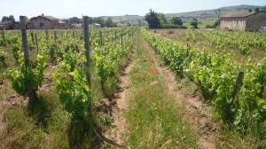 Résultat en 2015 des vignes transformée en 2003 - arrachage 1/3 des rang et palissage.