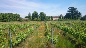 Sous le jardin de Lacarelle, mi-mai