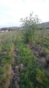 Un saule en Avril...