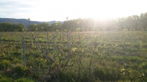 Figuier dans le soleil couchant