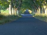 Allee de platanes.jpg