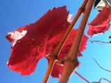 Feuille rouge sur fond de ciel.jpg