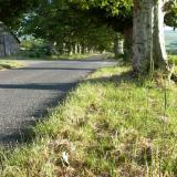 Allee de platanes de bas en haut.jpg